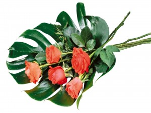 Postal: Formando un ramo con rosas y una gran hoja