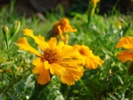 Flores amarillas sobre la hierba