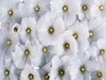 Pantalla cubierta de flores blancas