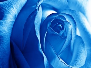 Una gran rosa de color azul