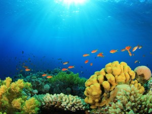 Postal: Corales y peces en el fondo del mar
