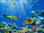 Coloridos peces entre el coral