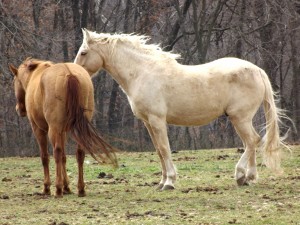 Dos caballos juntos en el pasto