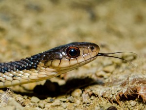 Cabeza y lengua de una serpiente