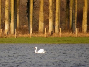 Postal: Un cisne en el lago al atardecer