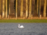 Un cisne en el lago al atardecer