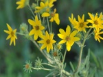 Flores silvestres de color amarillo
