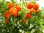 Un naranjo con naranjas maduras