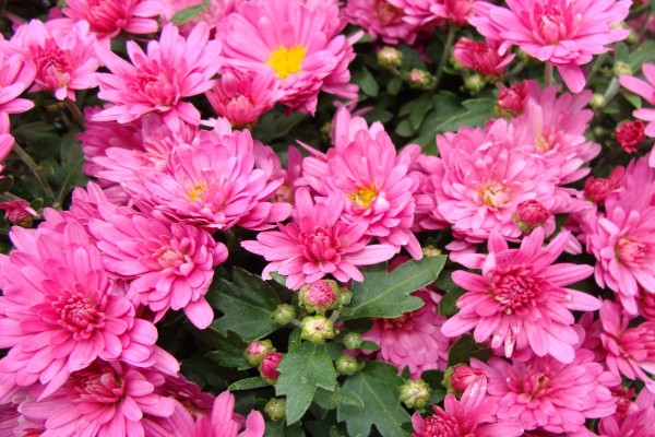 Flores de un bonito color rosa