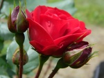 Pimpollos junto a una hermosa rosa