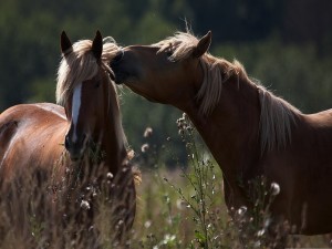 Postal: Pareja de caballos en el prado