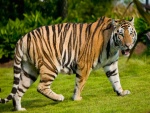 Tigre paseando por la hierba
