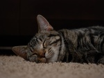 Un gato dormido sobre la alfombra