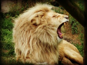 Postal: El bostezo de un león