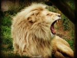 El bostezo de un león
