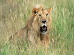 Un león observando el entorno