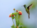 Un colibrí volando cerca de unas flores