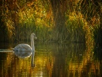 Cisne en un estanque