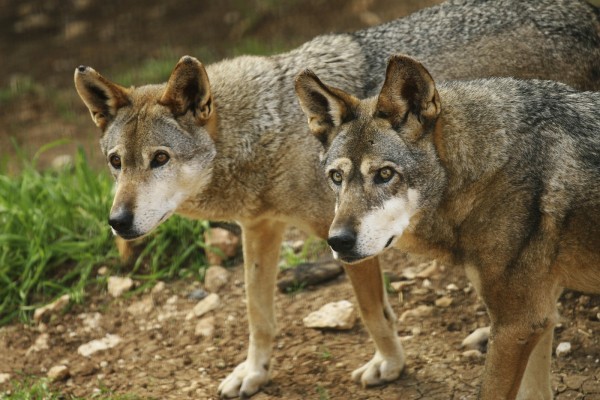 Dos lobos atentos