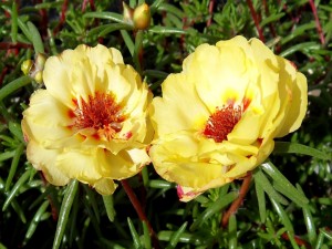 Dos hermosas flores amarillas