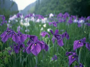 Iris en el campo mojados por la fina lluvia