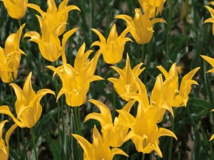 Preciosos tulipanes amarillos en un jardín