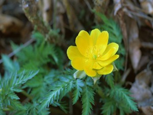 Una solitaria flor amarilla en la planta