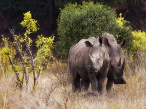 Postal: Dos rinocerontes