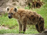 Una hiena solitaria