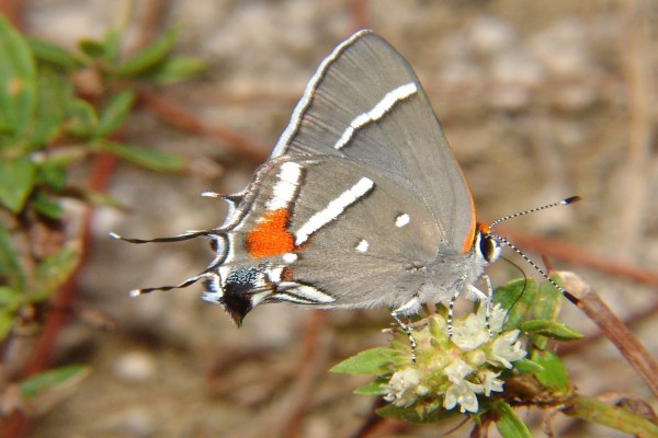 Una mariposa gris posada en unas flores