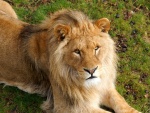 Un bonito león tendido en la hierba