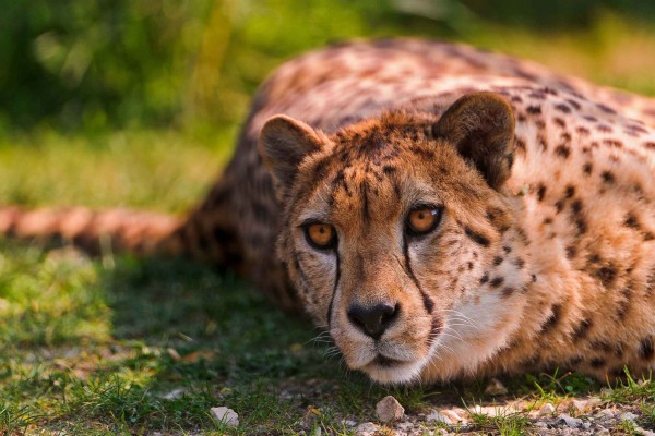 La mirada de un guepardo