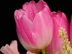 Postal: Preciosos tulipanes rosas con  gotas de agua