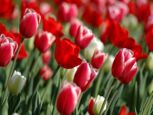 Postal: Jardín con tulipanes rojos y blancos