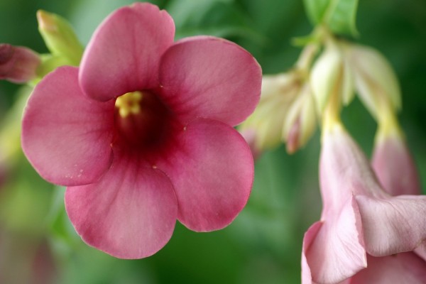 Interior y exterior de una flor de color rosa