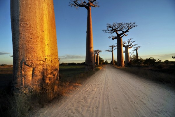 Árboles baobab a ambos lados del camino