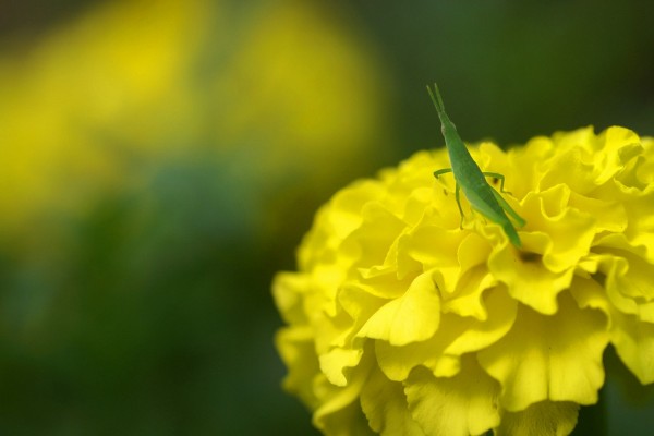 Saltamontes verde sobre una flor amarilla