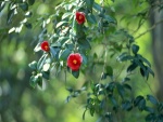 Flores rojas en la rama de un árbol
