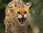 Un serval enfurecido