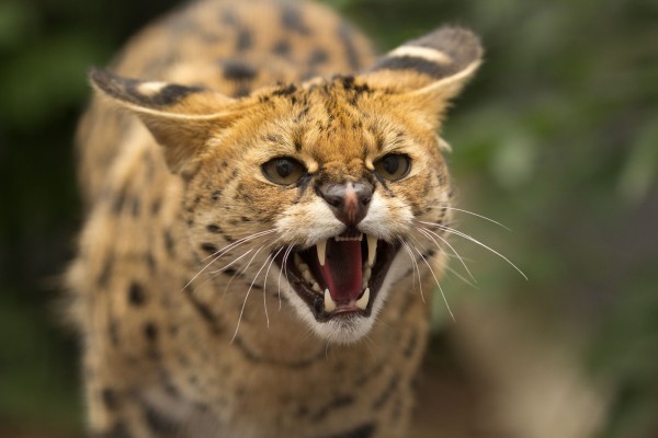 Un serval enfurecido