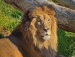Un gran león tumbado al sol