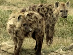 Dos hienas