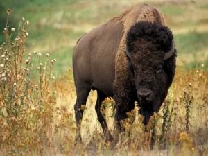 Un bisonte americano