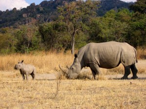 Rinoceronte siguiendo a su cría