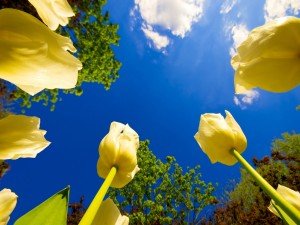 Hermosos tulipanes y el cielo azul