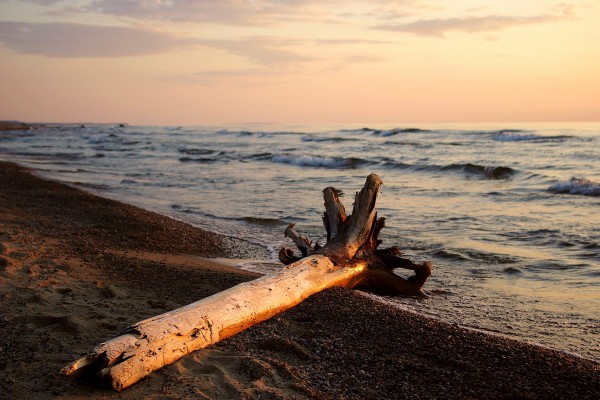 El tronco de un árbol en la orilla del mar