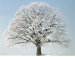 Un bonito árbol con nieve en sus ramas
