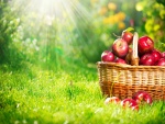 Una cesta con muchas manzanas rojas