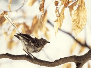 Hermoso pájaro sobre una rama