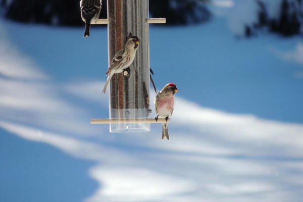 Comedero para pájaros en la nieve